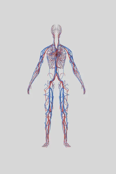 Chirurgia vascolare / Angiologia